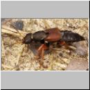 Staphylinus dimidiaticornis - Kurzfluegler 02 19mm.jpg